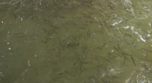 О проблеме с субсидиями для рыбных хозяйствах рассказали в Костанайской области