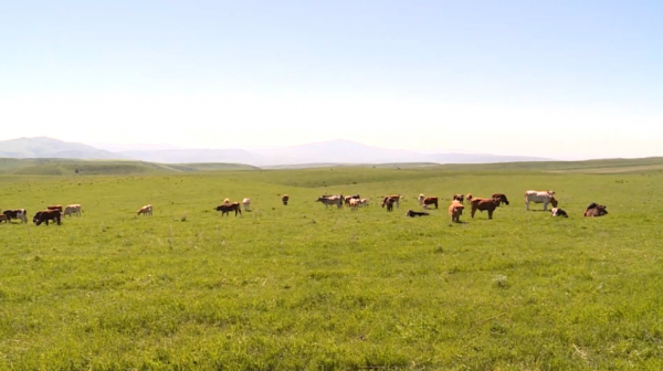 Жетісу облысында жер беру конкурсы электронды жүйемен өткізіледі