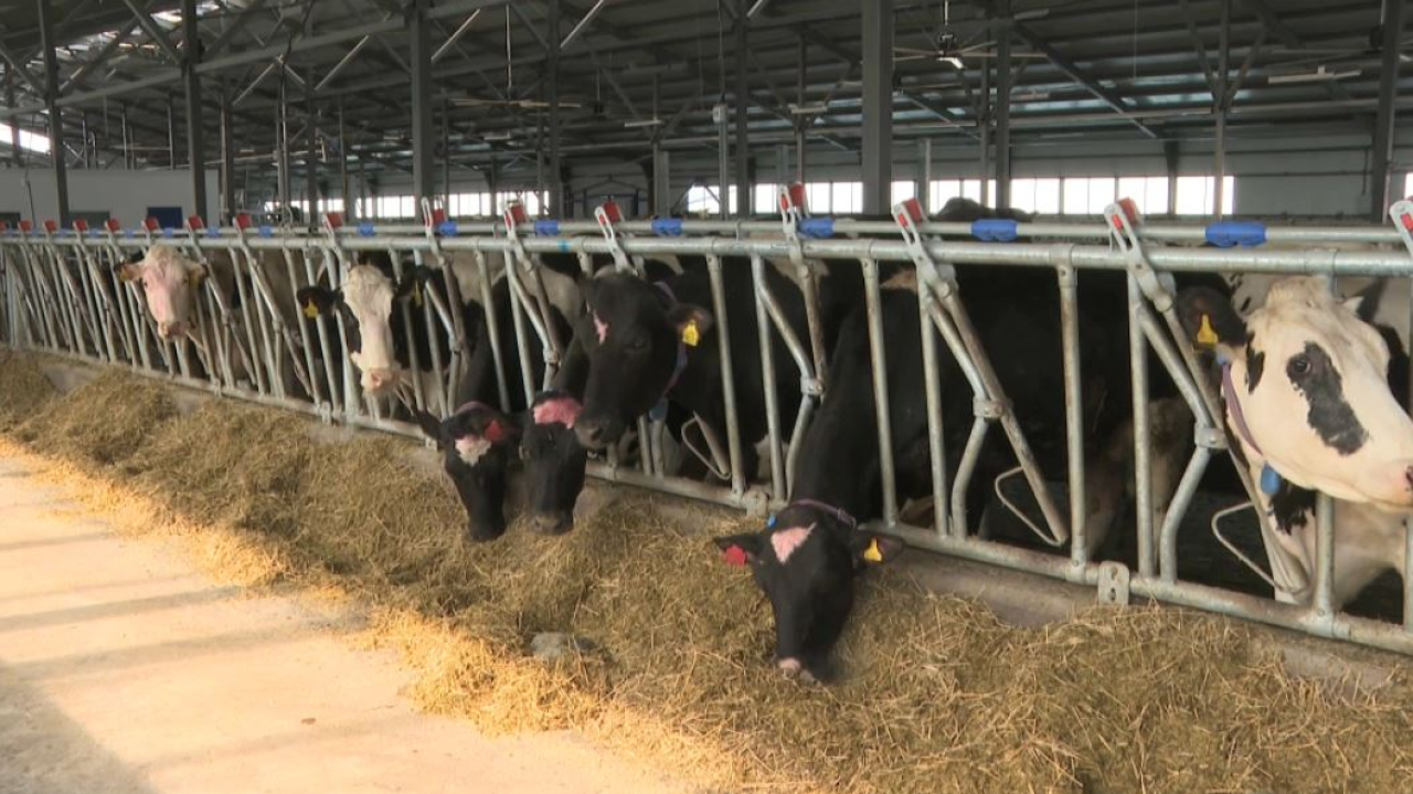 Дефицит молока в ВКО: заводам не хватает сырья