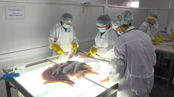 Производство консервированной рыбы сократилось в Казахстане