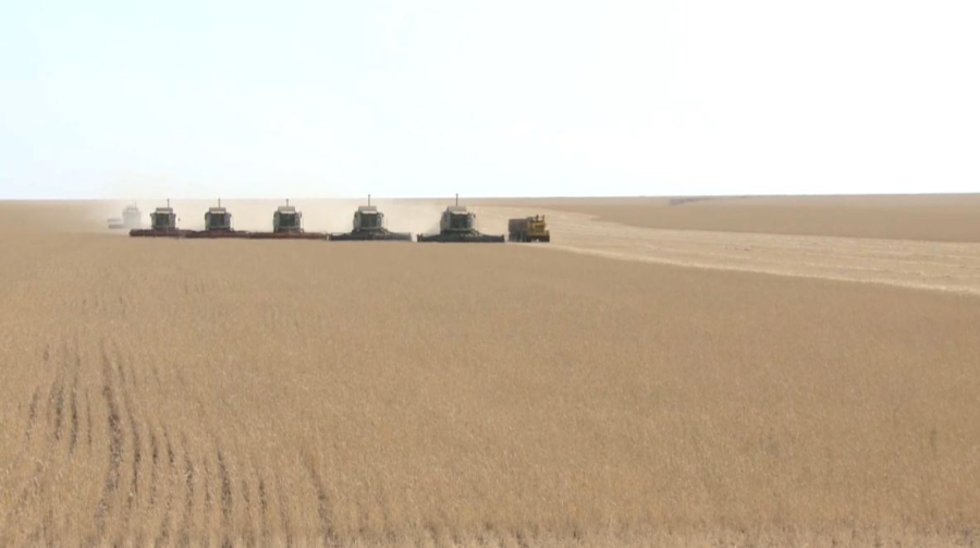 Рекордный урожай зерна прогнозируют в Казахстане