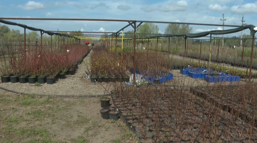 Ақтөбеде мектеп аулаларына ағаш егіледі