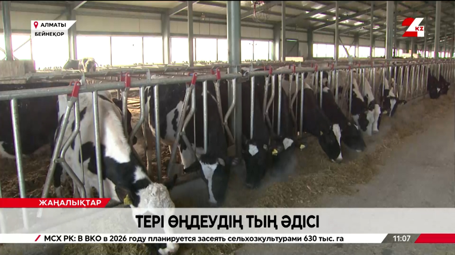 Отандық ғалымдар ірі қара мал терісін сақтаудың инновациялық технологиясын әзірледі