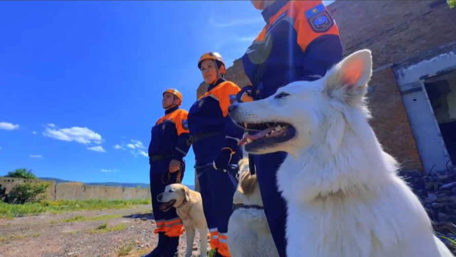 Өскеменде иісшіл иттер сынақ тапсырды