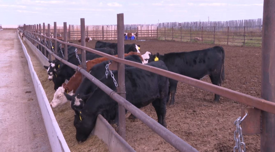 Ауыл шаруашылығы кооперациясы туралы заң қажет