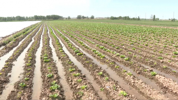 Минсельхоз предложил снизить налоговую нагрузку для аграриев