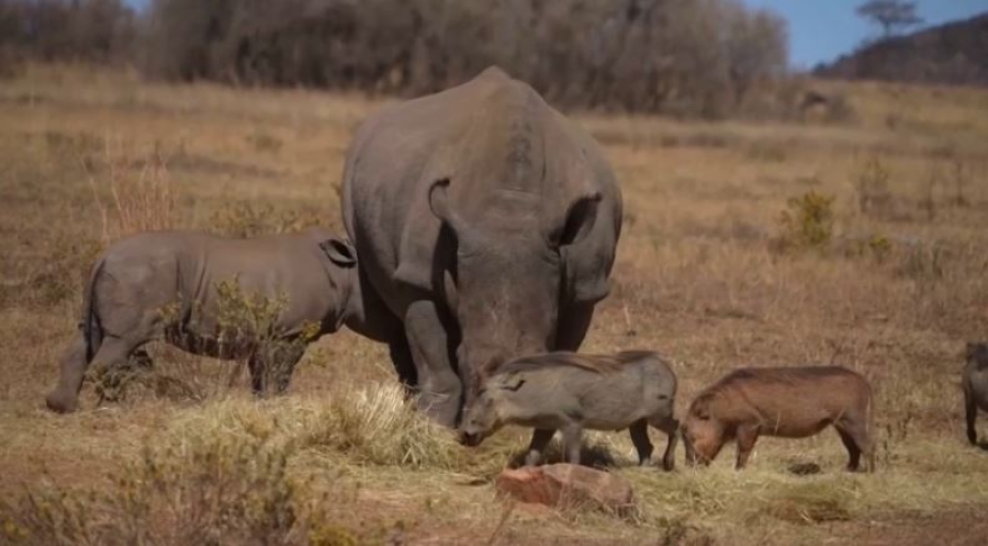 Носорогам в ЮАР вживили капсулы от браконьеров