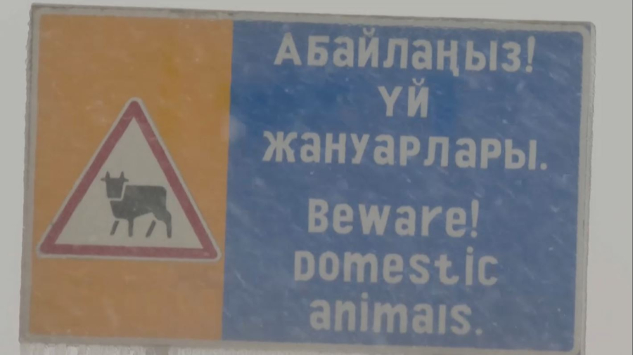 Қызылорда облысындағы көлік дәлізінде малды қағып кету азаймай тұр