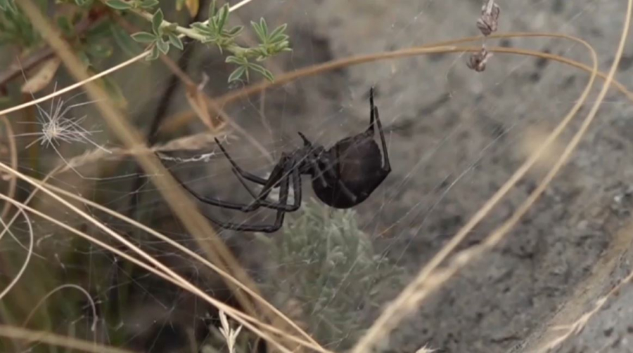 Баянауыл ауданында қарақұрт қаптауы мүмкін