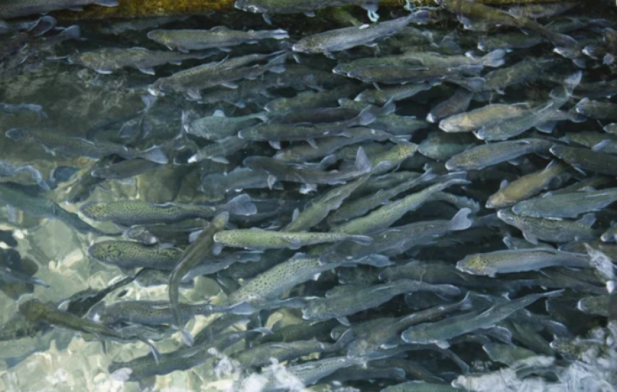 На Каспии запустили садковое хозяйство по выращиванию морской форели
