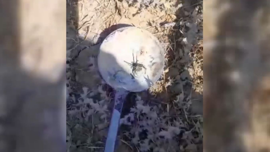 Атырау облысында қарақұрт көбейіп барады