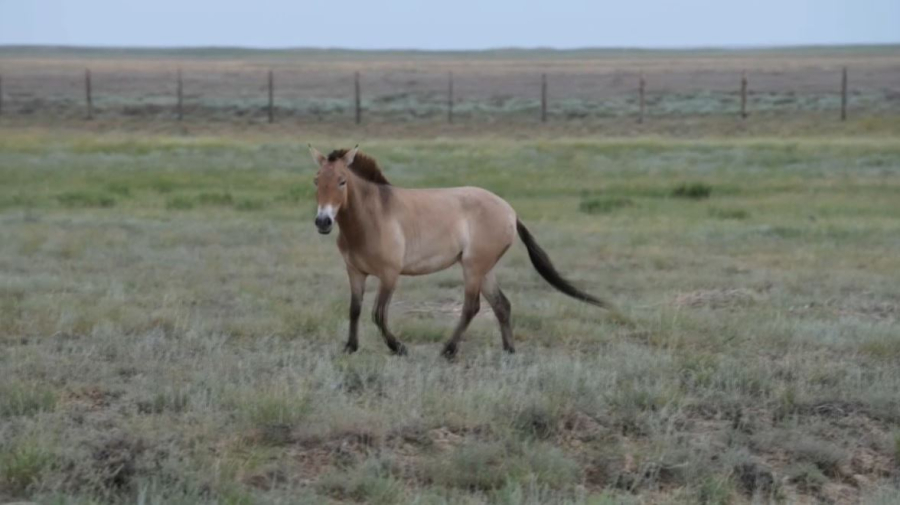 Керқұландар 200 жылдан кейін қазақ даласына оралды
