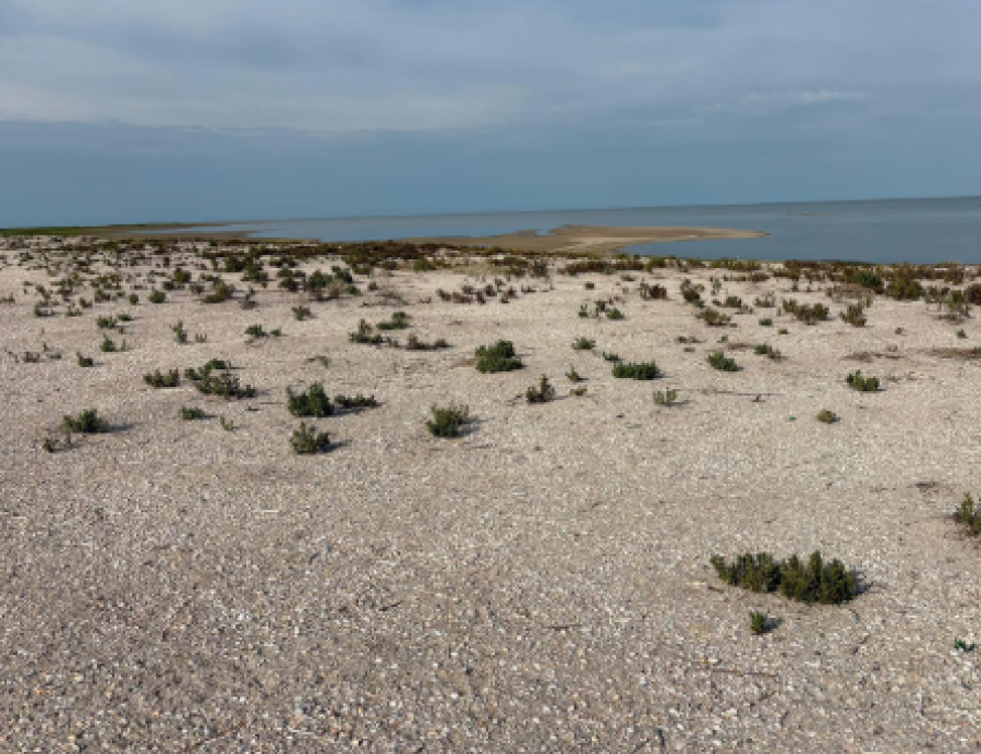Гибель птиц зафиксирована в резервате «Акжайык»