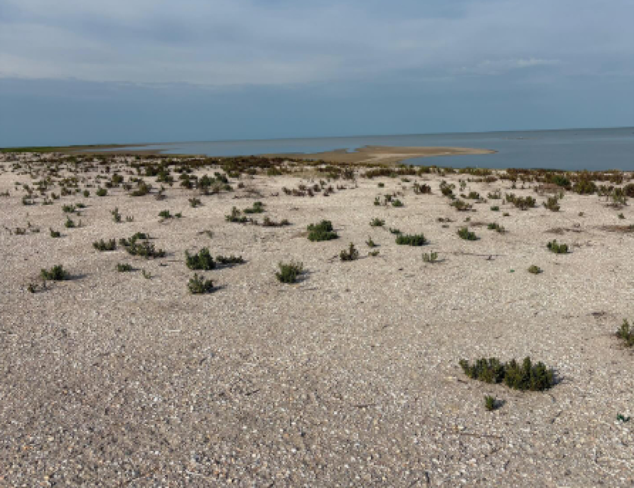 Гибель птиц зафиксирована в резервате «Акжайык»