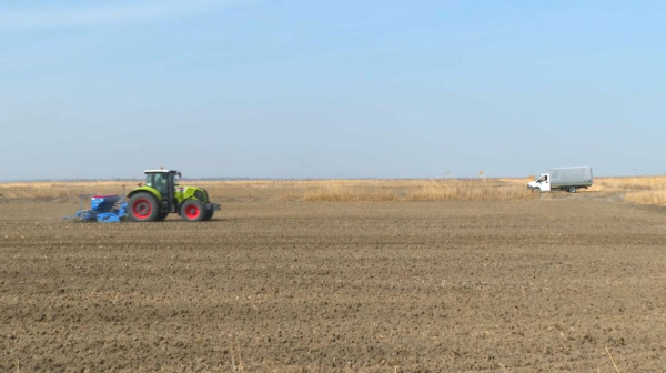 К посеву ранних сортов пшеницы и люцерны приступили в Кызылординской области