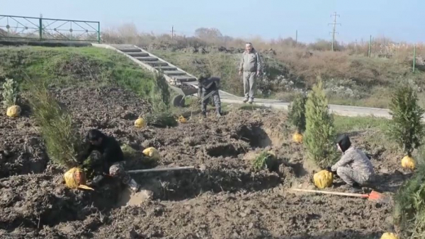 «Таза Қазақстан»: две тысячи деревьев высадили в Мырзакенте