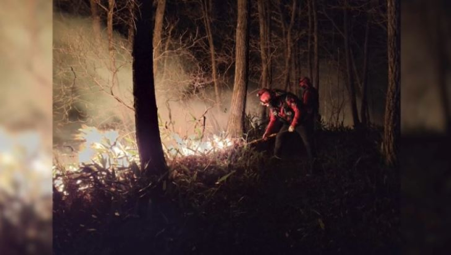 Оңтүстік Кореяда 22 гектар жерді өрт шарпыды