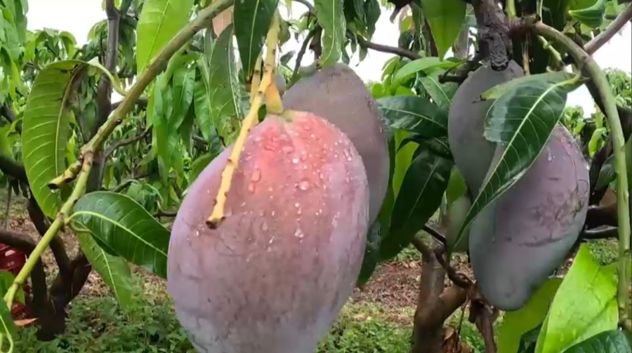 АҚШ Бразилияға баж салығын 50% көтереді