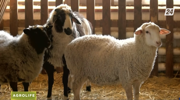 На каких овцах можно заработать | AgroLife
