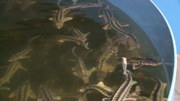 Қостанайда бекіре өсіріледі