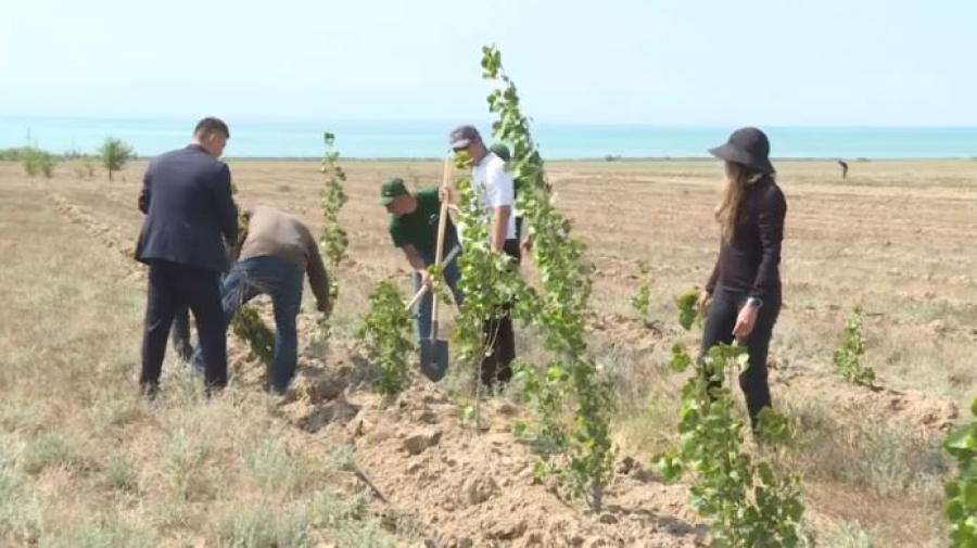 Больше 3,5 млн деревьев планируют высадить в Казахстане