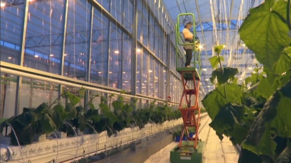 В СКО реализуют инвестпроекты в АПК на 33 млрд тенге