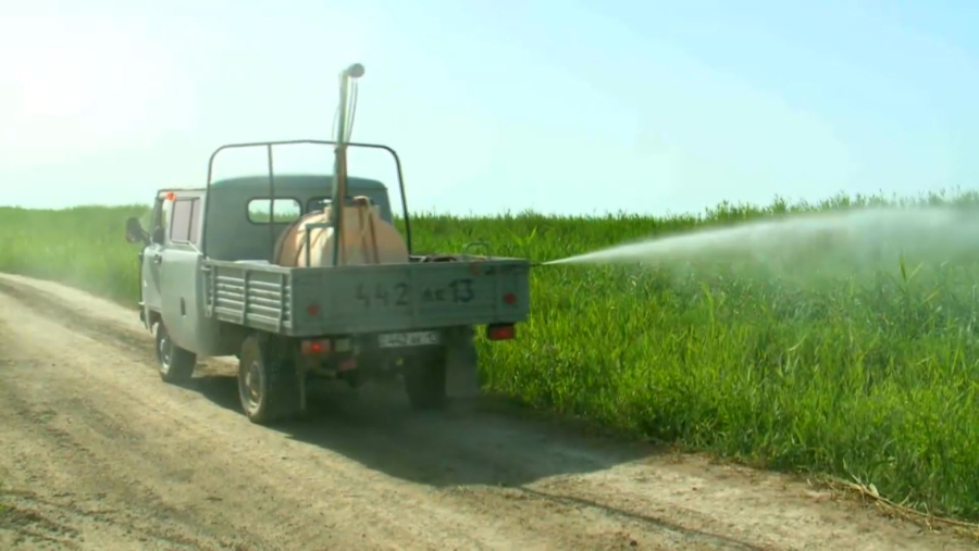 Қызылорда облысында 60 мың гектар жер шегірткеге қарсы дәріленеді