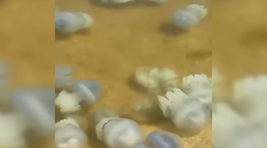 Ядовитые медузы захватили Азовское море