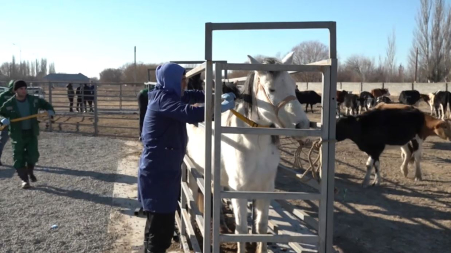 Чипирование помогло сократить кражи скота