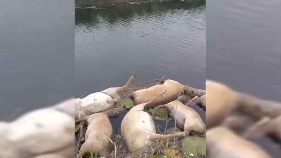 Ақтөбе облысында 100-ден астам киік қырылып қалды