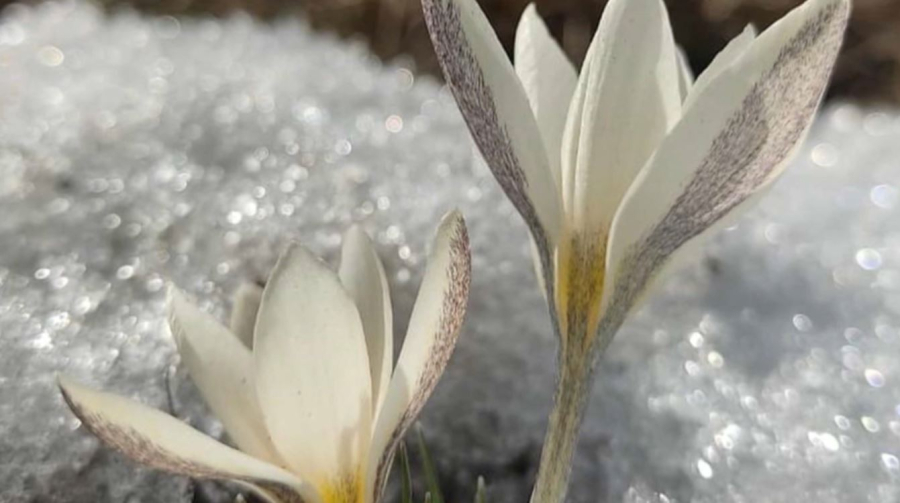 Қаратауда бәйшешек гүлдеді