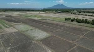 Аномальная жара грозит потерей урожая на Филиппинах