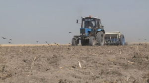 Посевная риса началась в Кызылординской области