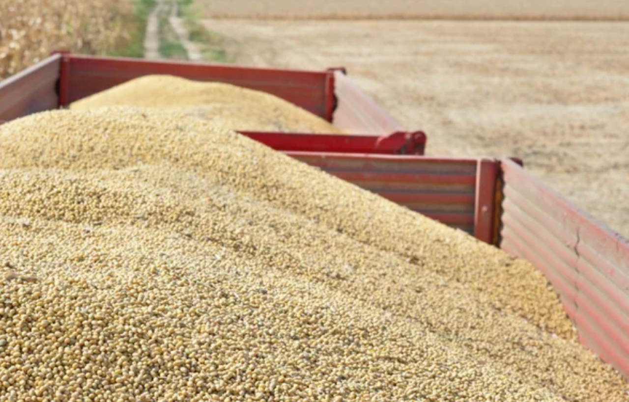 Более 1 млн тонн: рекордный урожай бобовых собрали в РК