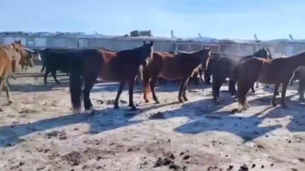 Подозреваемых в краже скота задержали в Аркалыке