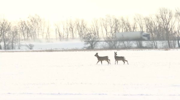 Ақмола облысында еліктер қолдан қоректендіріліп жүр