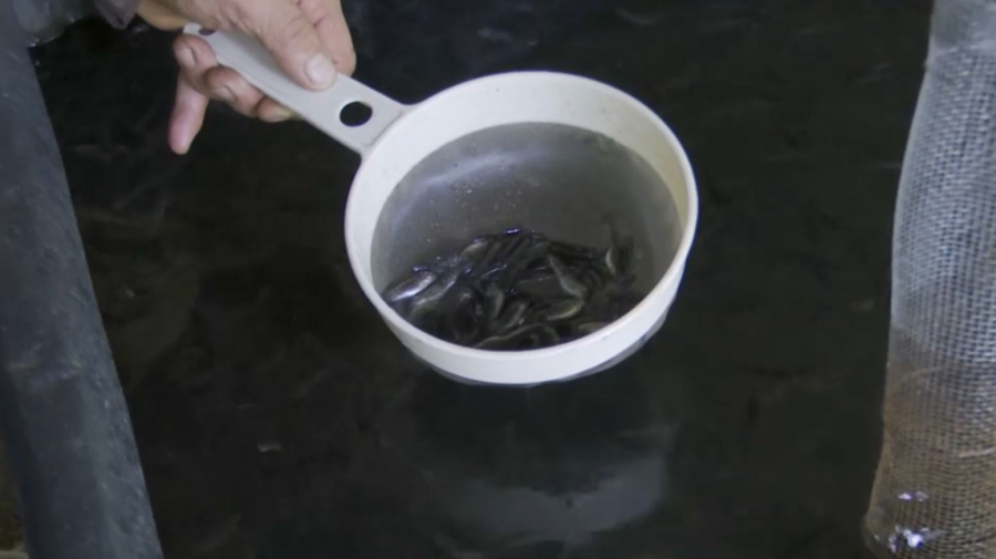 Сенаторы вернули в Мажилис законы по вопросам аквакультуры