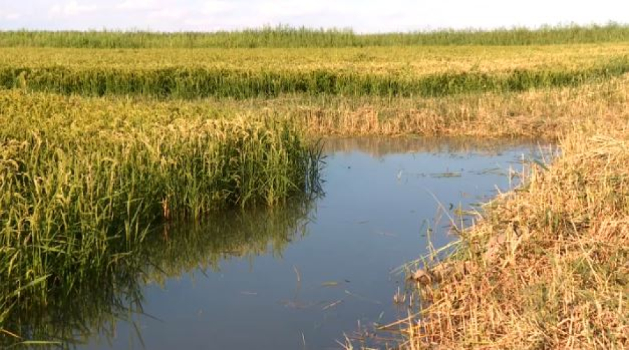 Кызылординские рисоводы приступили к жатве