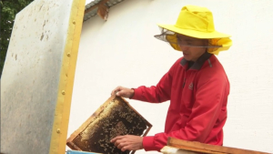 Пчеловодство набирает обороты в Жамбылской области