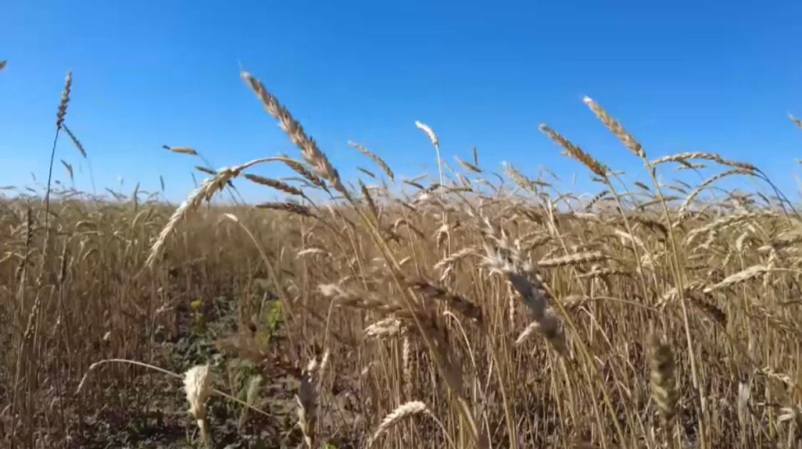 Объём производства сельхозпродукции за 10 месяцев превысил ₸8 трлн