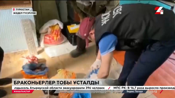 Сириялықтар Қазақстанда браконьерлікпен айналысқан