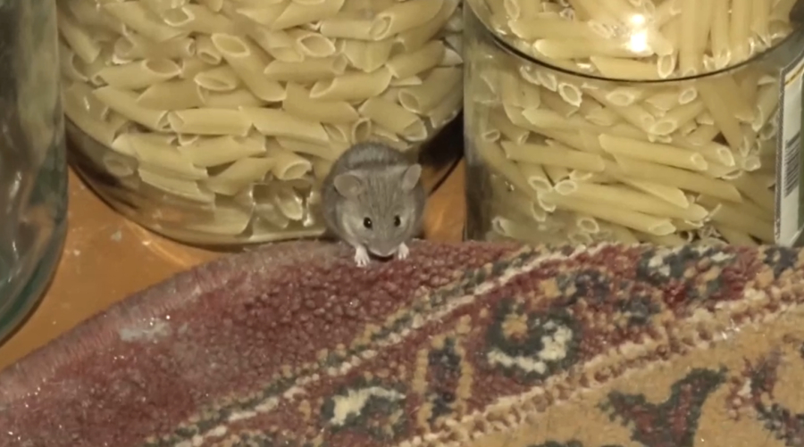 На нашествие грызунов жалуются жители Атырауской области