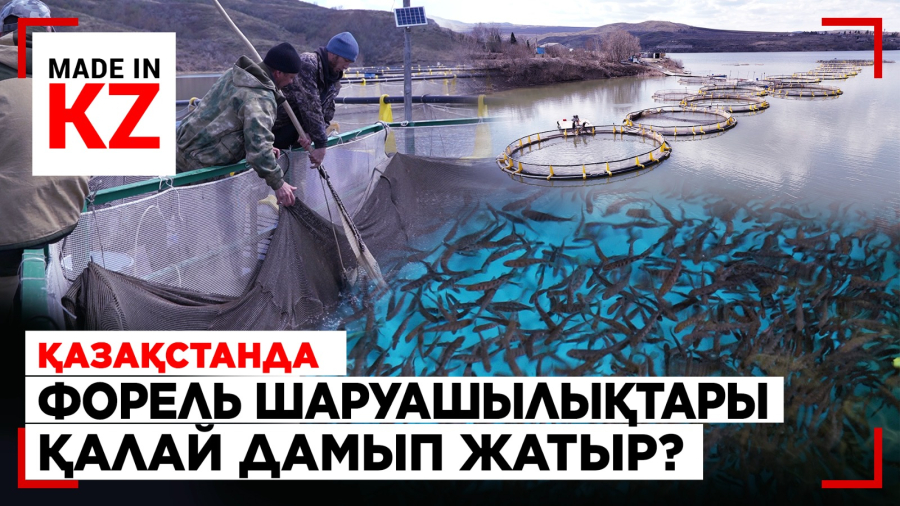 Патша балығы: Қазақстанда форель шаруашылықтары қалай дамып жатыр?
