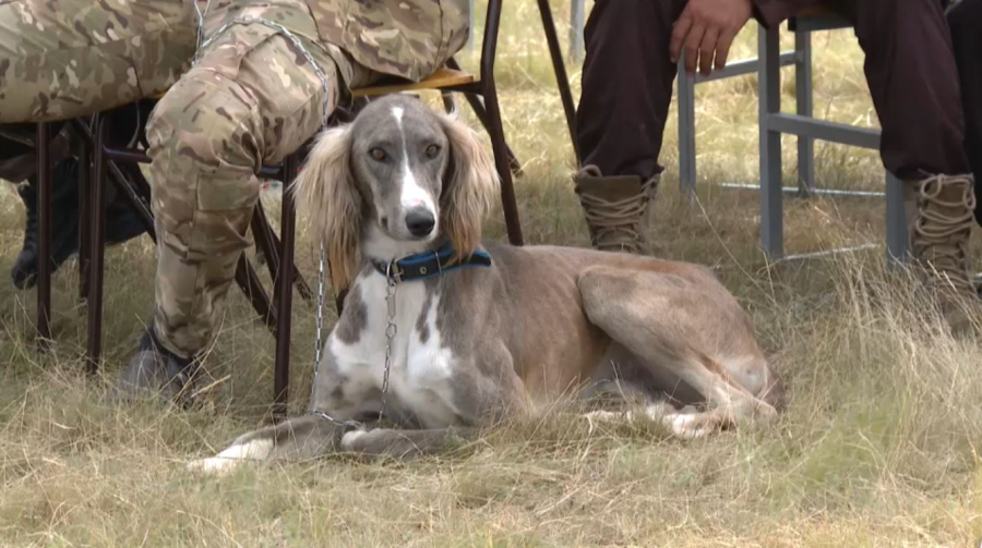 «Лига тазы – 2025» собрала более 200 участников в Акмолинской области