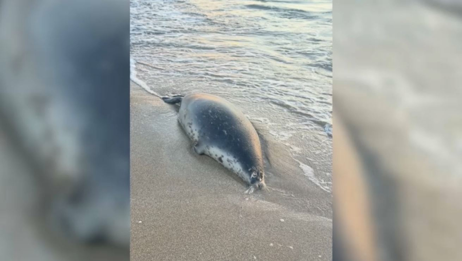 Маңғыстауда 112 итбалықтың өлексесі табылды