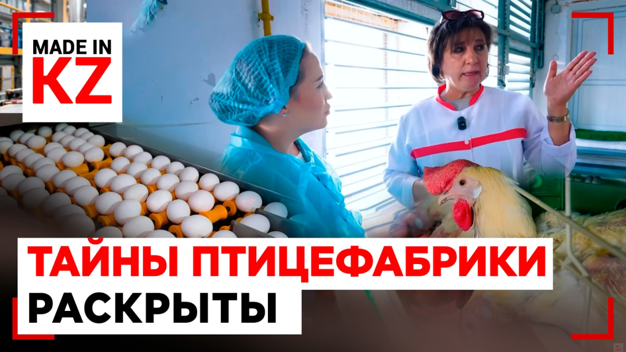 Искусственный рассвет и тихий час: люксовые условия для куриц Актобе