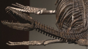 Скелеты динозавров выставили на аукцион в Нью-Йорке