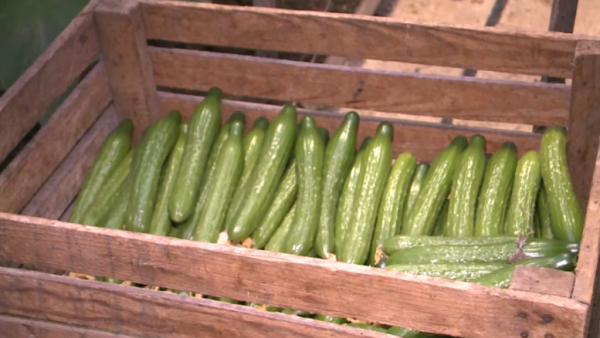 Қостанай өңіріндегі жылыжайларда өнім жинау басталды