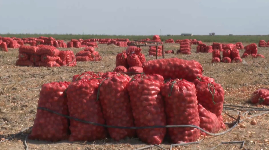 850 тысяч тонн лука планируют собрать в Жамбылской области