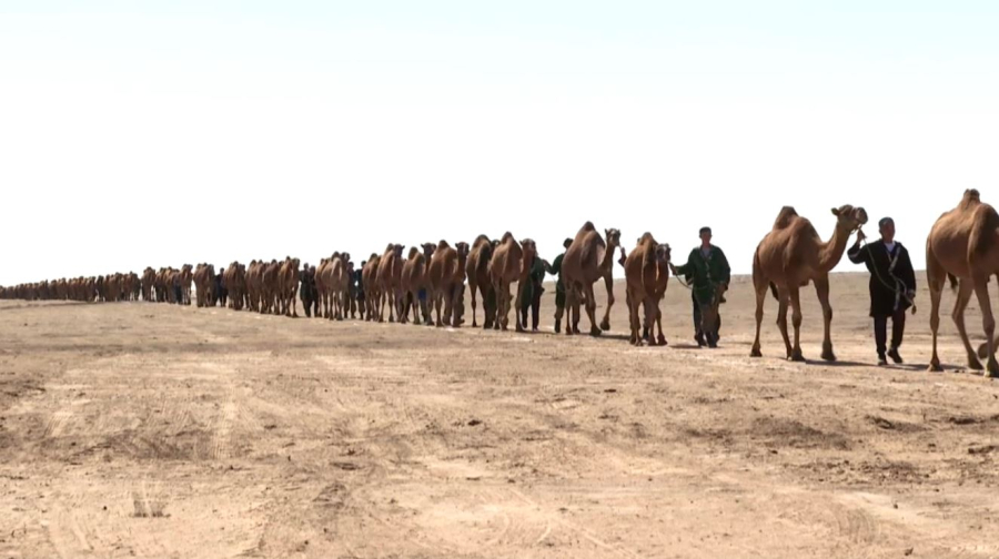 Караван из 1000 верблюдов прошёл в Алматинской области